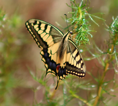 Albufera de Valencia